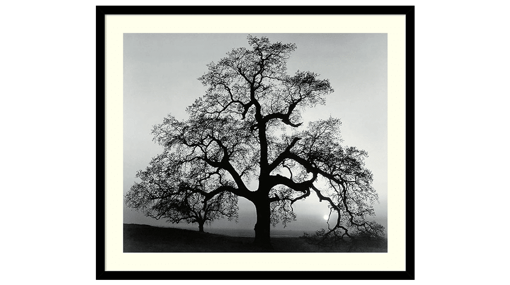 Framed Wall Art Print Oak Tree, Sunset City, California, 1962 by Ansel Adams