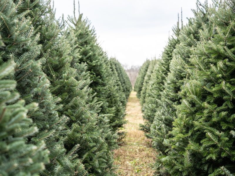 christmas tree farm vacant land