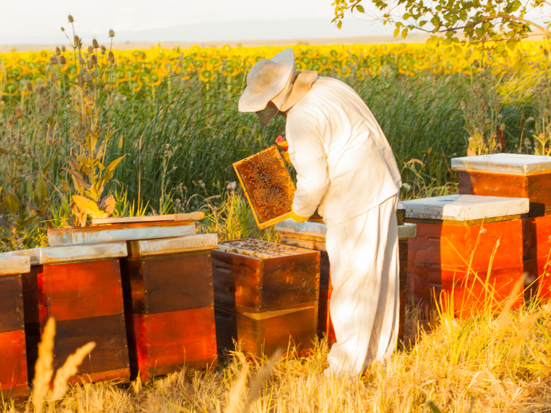 vacant land business ideas beekeeping