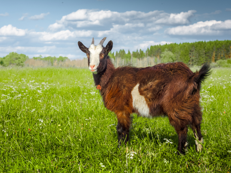 vacant land business ideas goat farm