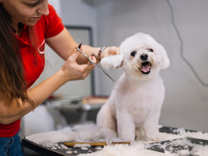 dog grooming business, recession proof businesses