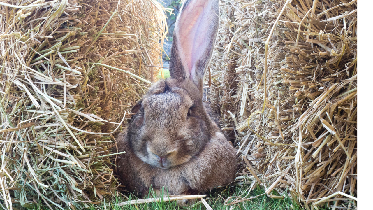 how to start a rabbit farm - flemish giant rabbit by 2 hay bales