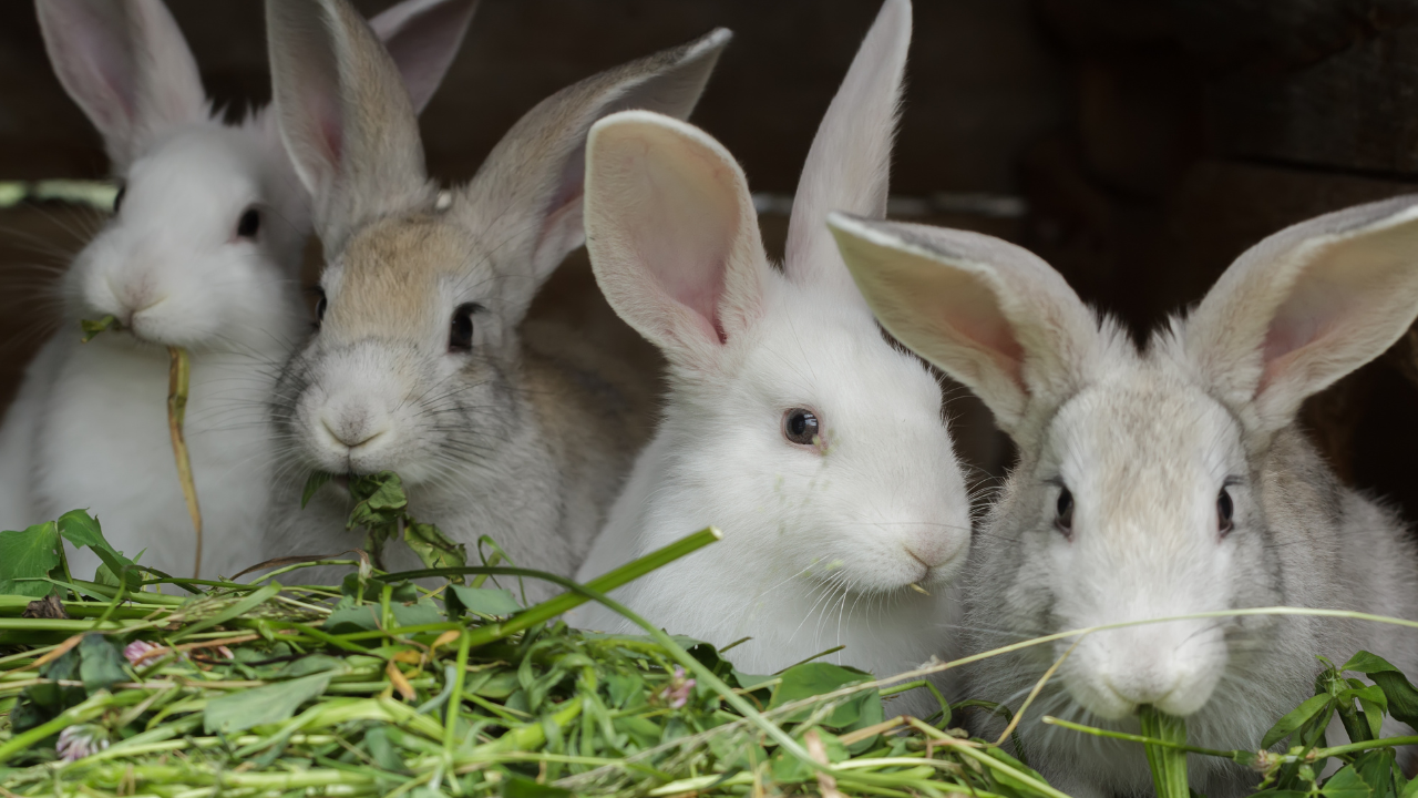 how to start a rabbit farm - 4 white bunnies eating fresh greens