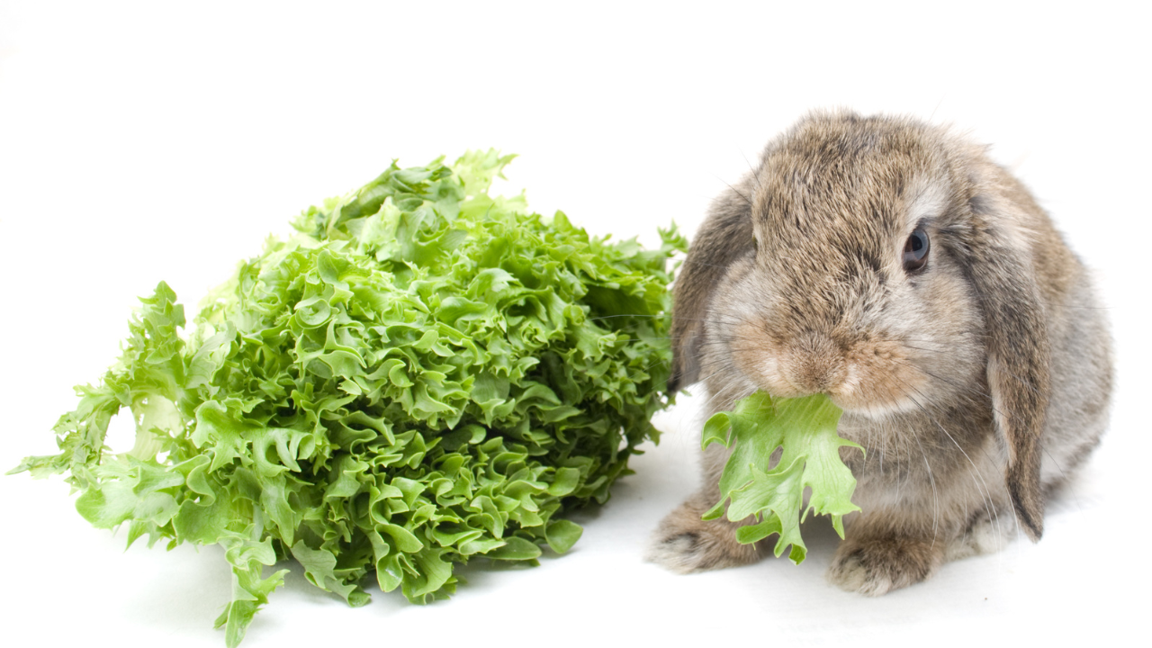 how to start a rabbit farm - lop-eared rabbit eating romaine lettuce